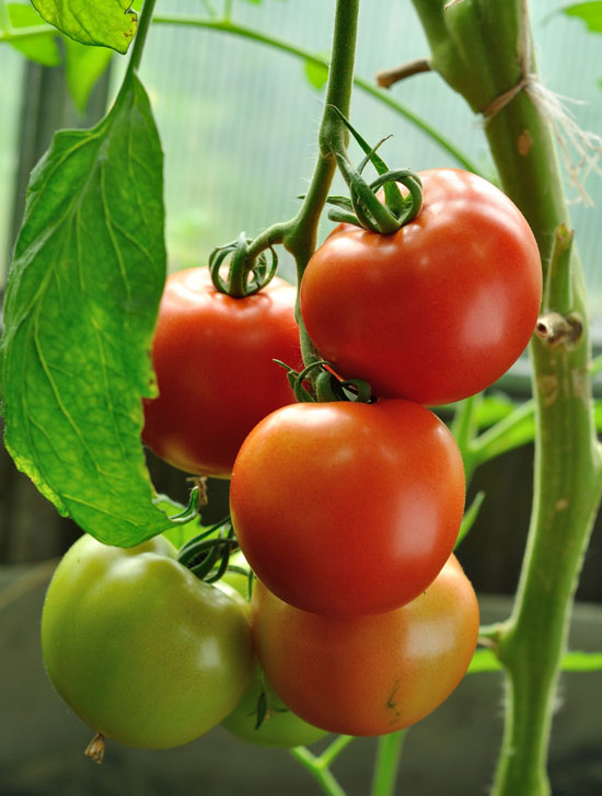 These high-yielding plum tomatoes are one of many varieties of tomatoes that you can grow in your own backyard.